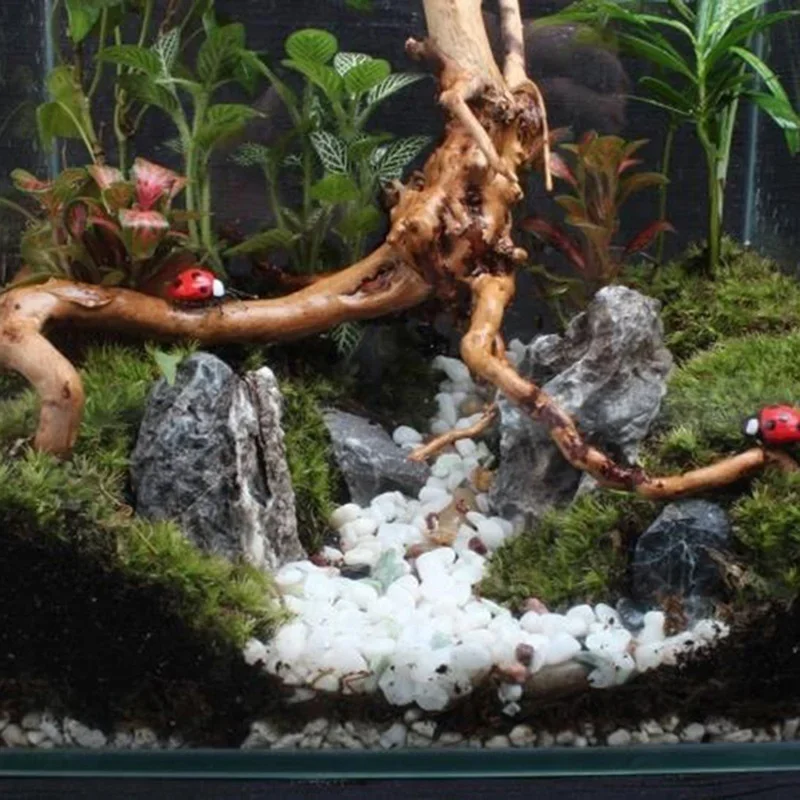 Tronco d'albero naturale Drift - Aquarium Innovative Marine recensione e prezzo