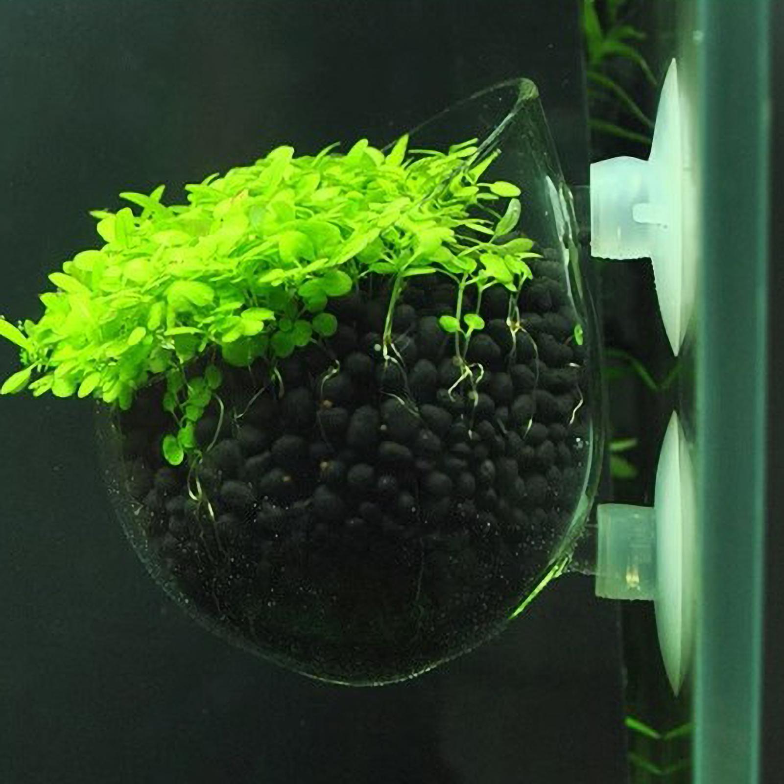 Supporto per Piante Acquatiche - Marine Aquarium Live recensione e prezzo