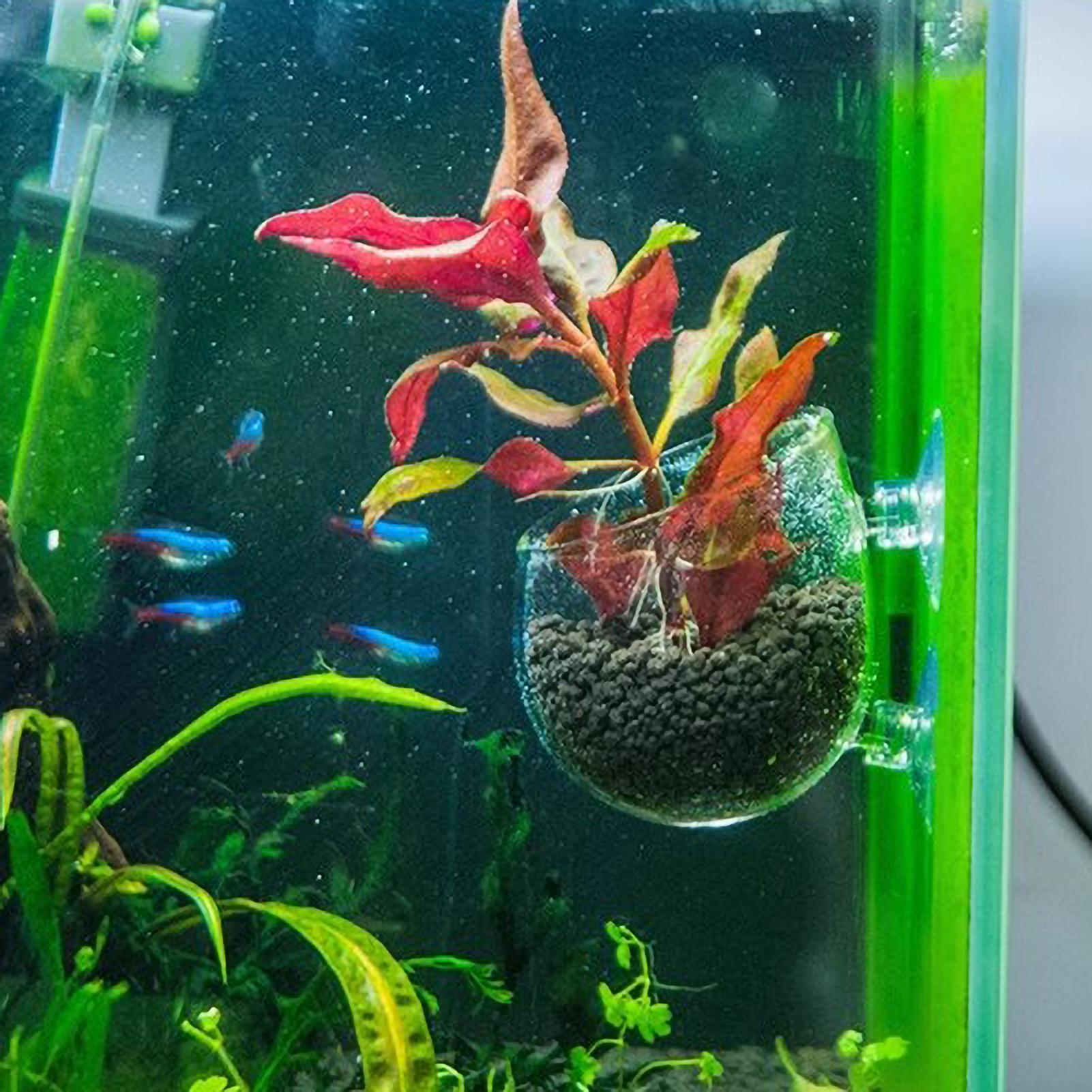 Supporto per Piante Acquatiche - Marine Aquarium Live recensione e prezzo