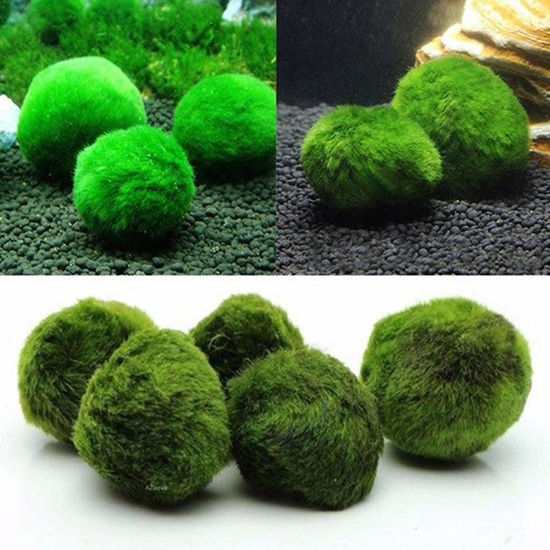 Marimo Moss Balls Live Aquariu - Marine Aquarium Live recensione e prezzo
