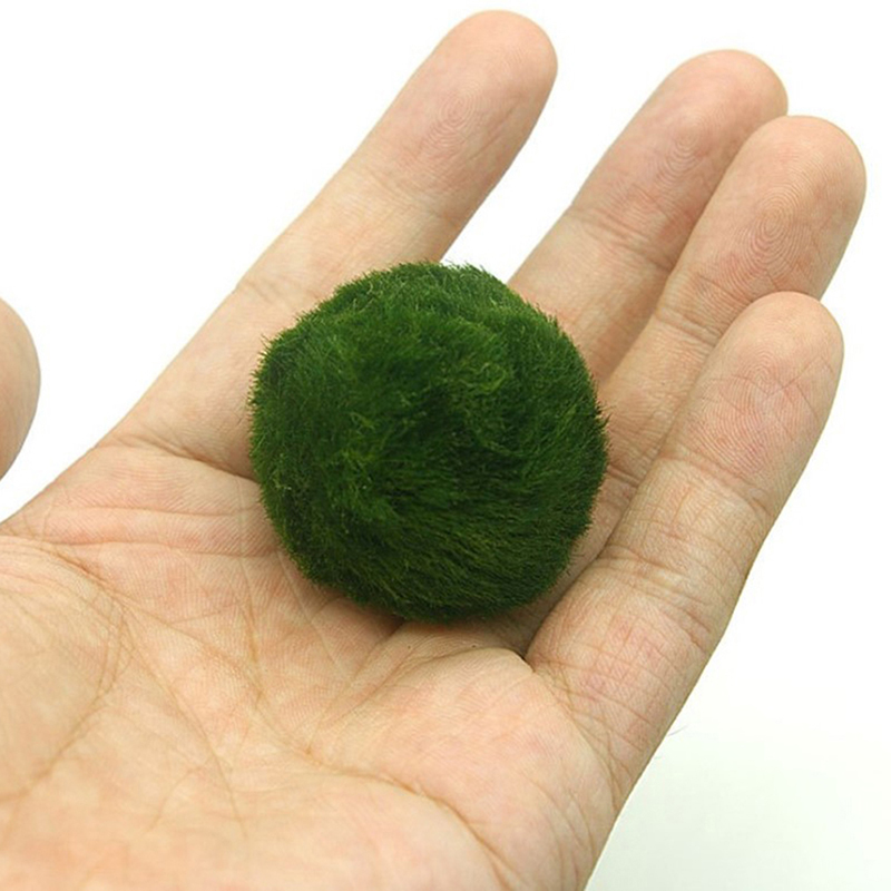 Marimo Moss Balls Live Aquariu - Marine Aquarium Live recensione e prezzo