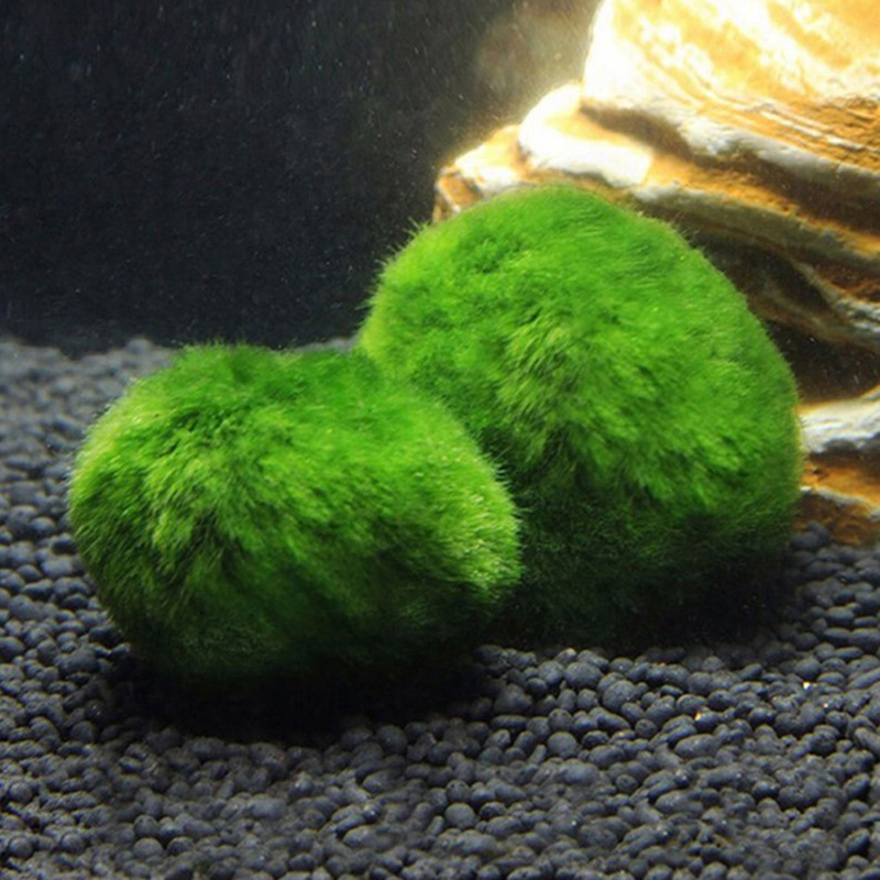 Marimo Moss Balls Live Aquariu - Marine Aquarium Live recensione e prezzo