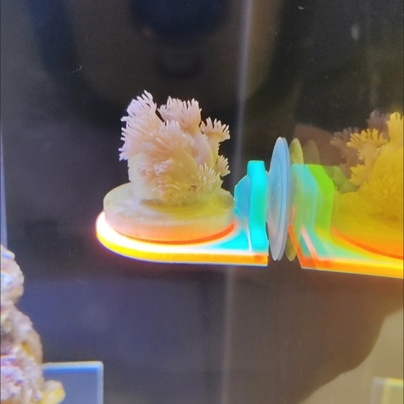 Colore casuale Coral Frag Hold - Marine Aquarium Live recensione e prezzo