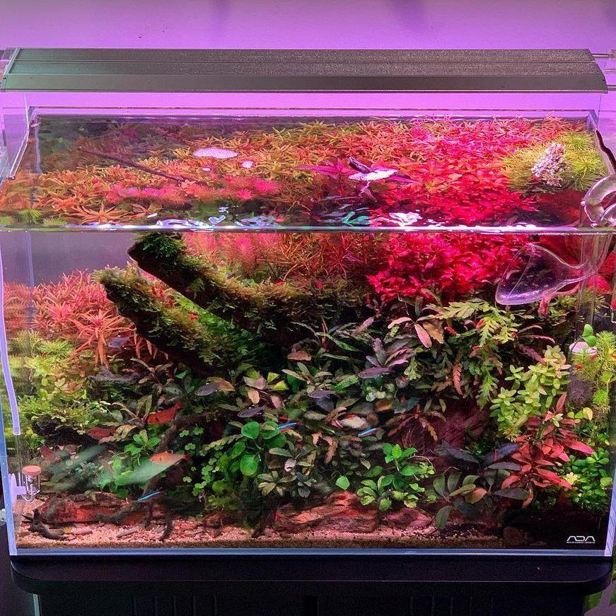 WEEK AQUA Luce LED Vivida per  - Aqua Marine Tank recensione e prezzo
